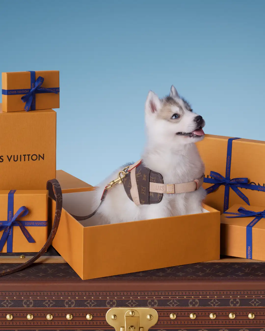 Louis Vuitton Monogram Pet Accessories